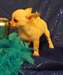 Chiots de race chihuahua pour adoption