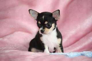 A donner chiot chihuahua