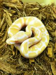 Albino Pythons Royals a vendre