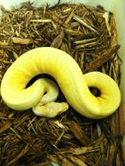 Albino cannelle rayures Python Royal