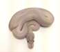 Black pastel Ivory Ball Python