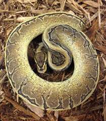 Calico Pinstripe ventre jaune boule Python-