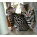 chatons bengal à donner