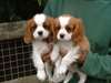 Magnifique chiots Cavalier King Charles Spaniel