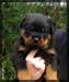 chiots Rottweiler &#224; donner - photo 1