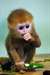 Petits singes capucins de 6 mois et demi cherch