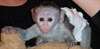 Bébé Singe Capucin très bien apprivoisé  Bébé Cap