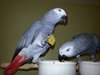 Bébé perroquet gris du Gabon  propose Perroquet gr