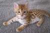 magnifique chaton bengal  magnifique chaton bengal
