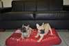 Zeer mooie levier 2 Franse Bulldog jacht terrier c