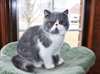 Chats exotiques cheveux courts