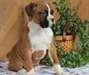 Chiots Boxer pour adoption