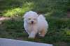 Bichon maltais femelle