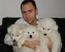 Chiot Samoyède femelle disponible