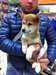 Adorables chiots shiba inu