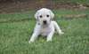 chiots Labrador