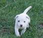 adorable chiot Jack russell de pure race