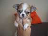 Noël Chihuahua pour adoption