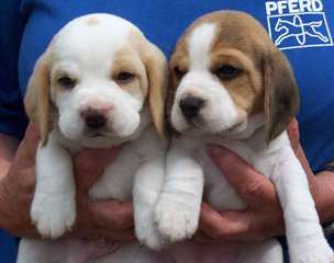 Petit chiot beagle m&#226;le et femelle,