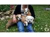 Incroyable bouledogues anglais