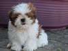 Superbes chiots shih tzu contre bon soins