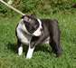 Adorables chiots Boston Terrier