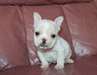 Chiots bouledogue français .