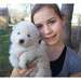 Chiot Samoyède femelle disponible