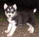 Chiots malamute d'Alaska à vendre
