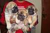 Chiots Bullmastiff disponibles