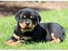 Accueil soulevé rottweiler chiots