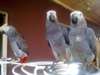 Perroquets gris africains bien formés à vendre