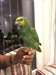 Amazon Parrot Pour regard de l'adoption d'une bonn - photo 1