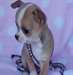 Noël Chihuahua pour adoption