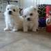 Chiots maltais Prêt pour une nouvelle famille