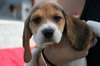 Chiots beagle - photo 1