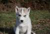 2 magnifiques chiots husky de siberien