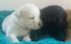 Magnifique chiots Labrador Femelle  et male - photo 2