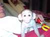 deux singes capucins appel (303) 481-6883