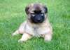 chiots bergers belges tervueren disponible