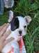 A donner Chiot femelle bouledogue français