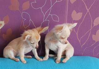 Qualit&#233; chiots Chihuahua pour adoption