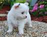 Chiots de race chihuahua pour adoption