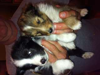 Beautiful Sheltie puppies ready for Christmas.