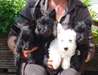 Scottie Terrier Pups For Sale. - photo 1