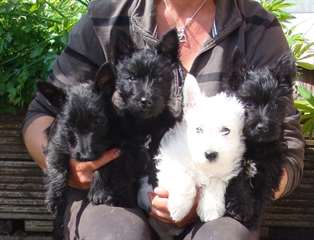 Scottie Terrier Pups For Sale.