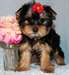 Perfect Yorkshire Terrier Pups
