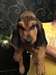 chiot bloodhound - photo 1