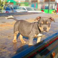 American Bully Pups  Available?