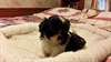 shihtzu puppy ready for Christmas will b small - photo 1